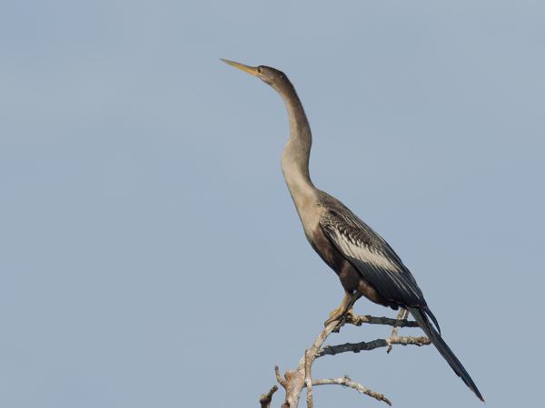 <h3><a href="/trips/costa-rica/biota/animalia/chordata/aves/016 suliformes/004 anhingidae/anhinga anhinga/anhinga anhinga-nl.html">Anhinga&nbsp;anhinga</a> / Anhinga / Amerikaanse&nbsp;slangenhalsvogel</h3>OM-1 Mark II met M.300mm F4.0 + MC-14, 1/2000 sec  bij F5.6, ISO 320, afstand 79.7&nbsp;m